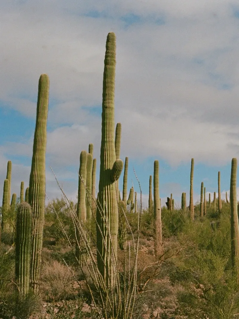 Sonoran Desert view 1
