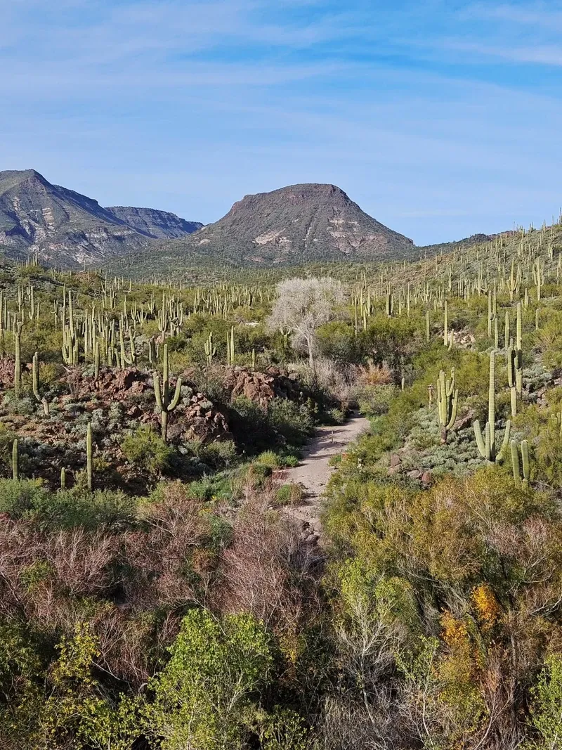 Sonoran Desert view 2