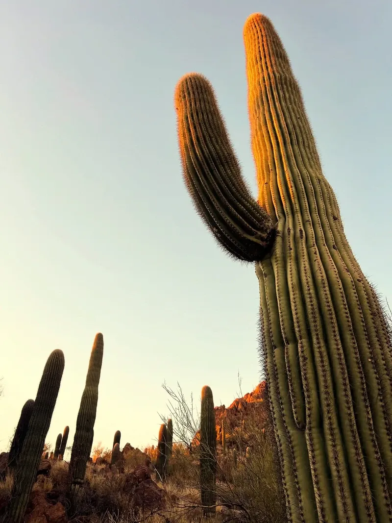 Sonoran Desert view 4