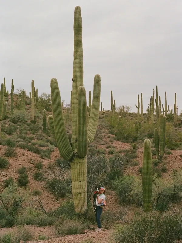 Sonoran Desert visitor photo 1