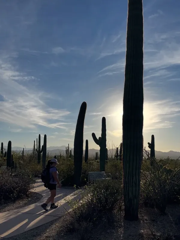 Sonoran Desert visitor photo 4