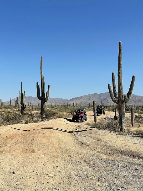 Sonoran Desert visitor photo 5
